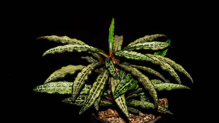 Euphorbia francoisii with curly  leaves on dark backgroundの写真素材