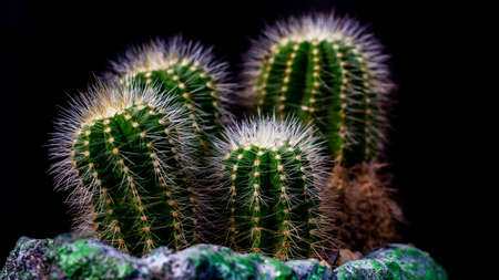 Clump of Notocactus magnificus on dark background. Ornamental plant on artisan planterの写真素材