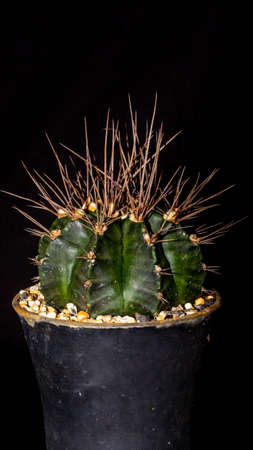 Green Gymnocalycium mihanovichi with long spines on dark backgroundの写真素材