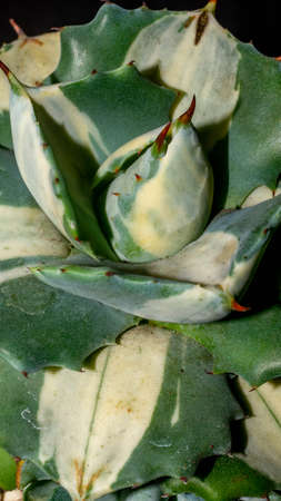 Agave isthmensis mediopicta alba ohiraijin on concrete artisanal planterの写真素材