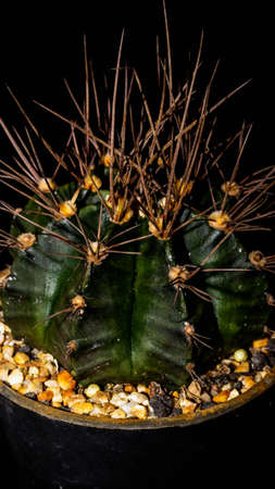 Green Gymnocalycium mihanovichi with long spines on dark backgroundの写真素材