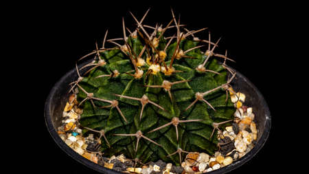 Green Gymnocalycium mihanovichi on dark backgroundの写真素材