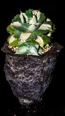 Agave isthmensis mediopicta alba ohiraijin on concrete artisanal planterの写真素材