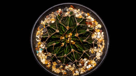 Top viewed green Gymnocalycium mihanovichi on dark backgroundの写真素材