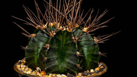 Green Gymnocalycium mihanovichi with long spines on dark backgroundの写真素材
