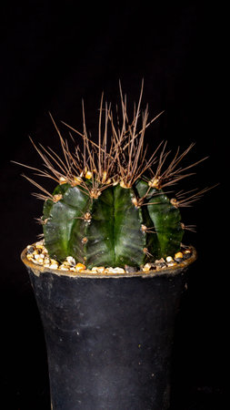 Green Gymnocalycium mihanovichi with long spines on dark backgroundの写真素材