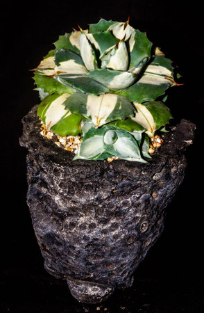 Agave isthmensis mediopicta alba ohiraijin on concrete artisanal planterの写真素材