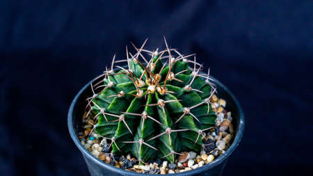Green Gymnocalycium mihanovichi on dark backgroundの写真素材
