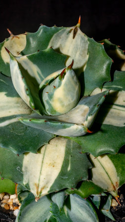 Agave isthmensis mediopicta alba ohiraijin on concrete artisanal planterの写真素材