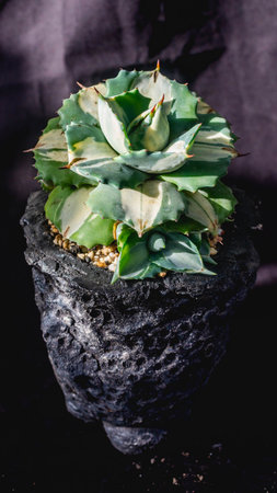 Agave isthmensis mediopicta alba ohiraijin on concrete artisanal planterの写真素材