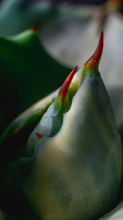 Agave isthmensis mediopicta alba ohiraijin on concrete artisanal planterの写真素材