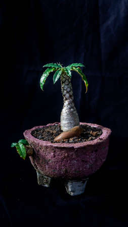 Closeup of Dorstenia foetida on dark background. Desert caudex plant on artisanal planterの写真素材