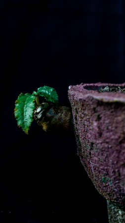 Closeup of Dorstenia foetida on dark background. Desert caudex plant on artisanal planterの写真素材