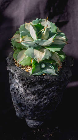 Agave isthmensis mediopicta alba ohiraijin on concrete artisanal planterの写真素材