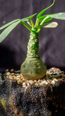 Closeup of Dorstenia foetida on dark background. Desert caudex plant on artisanal planterの写真素材
