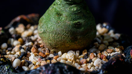 Closeup of Dorstenia foetida on dark background. Desert caudex plant on artisanal planterの写真素材
