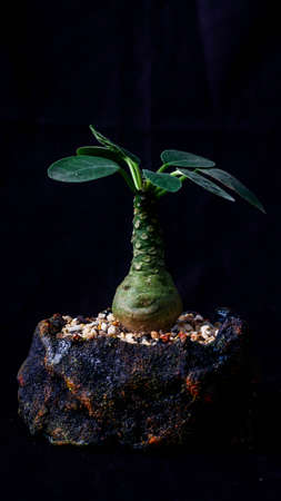 Closeup of Dorstenia foetida on dark background. Desert caudex plant on artisanal planterの写真素材