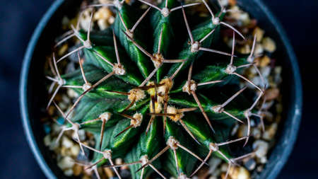 Green Gymnocalycium mihanovichi on dark backgroundの写真素材