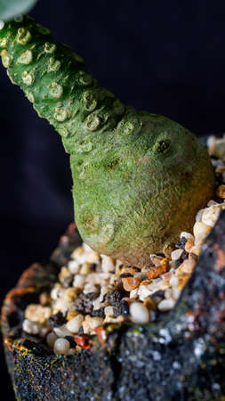 Closeup of Dorstenia foetida on dark background. Desert caudex plant on artisanal planterの写真素材