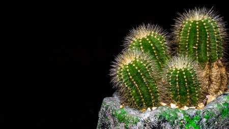 Clump of Notocactus magnificus on dark background. Ornamental plant on artisan planterの写真素材