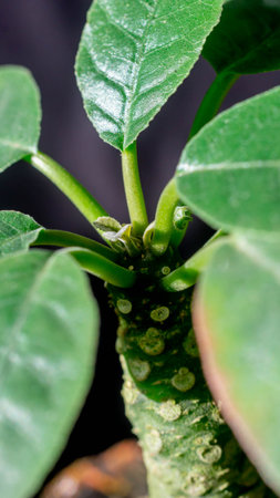 Closeup of Dorstenia foetida on dark background. Desert caudex plant on artisanal planterの写真素材