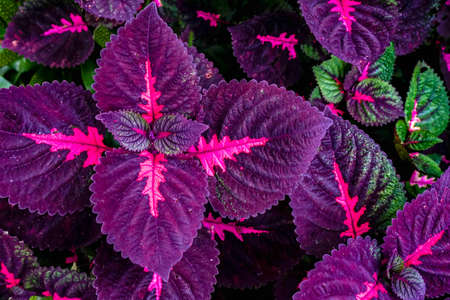 Beautiful leaves of Coleus plant with vibrant color. Natural color pattern backgroundの写真素材