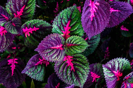 Beautiful leaves of Coleus plant with vibrant color. Natural color pattern backgroundの写真素材