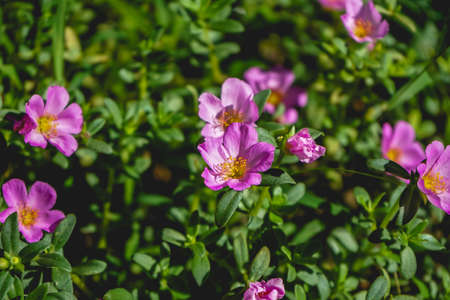 Purple flower of Purslane plant in the morning. Natural backgroundの写真素材