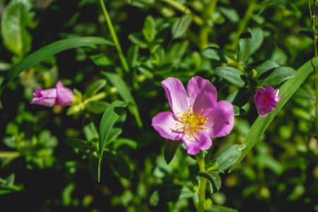 Purple flower of Purslane plant in the morning. Natural backgroundの写真素材
