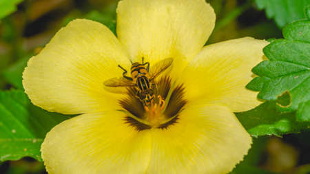 Asian Bee (Apis sp) collecting nectars on yellow flower.  Bee on flower.
