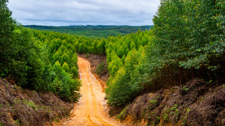 Dirt road crossing Eucalyptus plantation at Kutai Timur, Indonesia. Eucalyptus plantation for paper industry at Kutai Timurの写真素材
