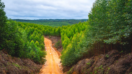Dirt road crossing Eucalyptus plantation at Kutai Timur, Indonesia. Eucalyptus plantation for paper industry at Kutai Timurの写真素材