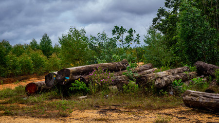 Borneo tropical hardwood  stacked in log yard. Agricultural background