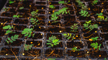 Acacia tree seedlings growing in plantation nursery facility. Agricultural backgroundの写真素材