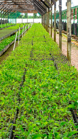 Acacia tree seedlings growing in plantation nursery facility. Agricultural backgroundの写真素材