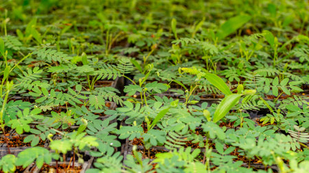 Acacia tree seedlings growing in plantation nursery facility. Agricultural backgroundの写真素材