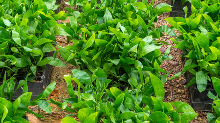 Acacia tree seedlings growing in plantation nursery facility. Agricultural background