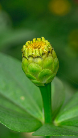 Bud of Zinnia flower start to bloom. Zinnia bud with green leavesの写真素材