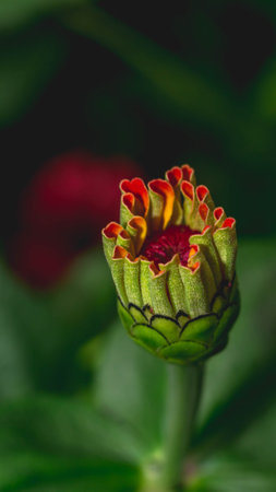 Bud of Zinnia flower start to bloom. Zinnia bud with green leavesの写真素材
