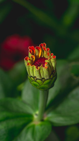 Bud of Zinnia flower start to bloom. Zinnia bud with green leavesの写真素材