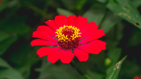 Beautiful red Zinnia flower with blurred background. Natural backgroundの写真素材