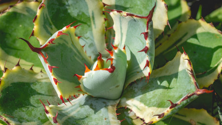 Detail closeup of Agave potatorum kishokan. beautiful succulent plant. Natural backgroundの写真素材