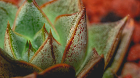 Detail of Echeveria purpusorum on dark background. Beautiful potted succulent with dark backgroundの写真素材