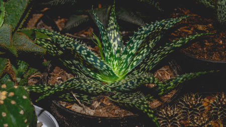 Attractive green Aloe vera plant with white silver spots on the leaves. Beautiful potted succulent...