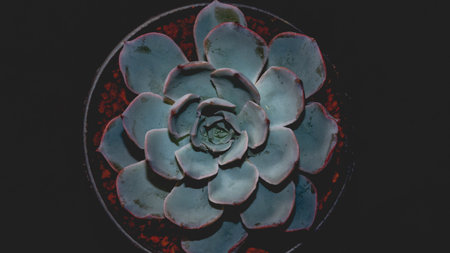 Detail look of blue Echeveria on dark background. Beautiful succulent echeveriaの写真素材