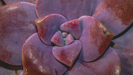 Detail look of reddish Echeveria with thick wax on its leaves. Beautiful succulent plant. Natural backgroundの写真素材