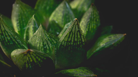 Detail closeup of Green Haworthia retusa on dark background. Beautiful green succulent.