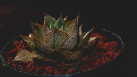 Detail of Echeveria purpusorum on dark background. Beautiful potted succulent with dark backgroundの写真素材