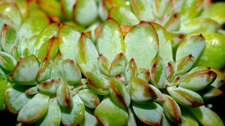 Isolated crested Echeveria pulidonis on black background. Succulent plant in mutation formの写真素材