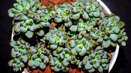 Isolated Graptopetalum pachypillum clump form on black background. Blue bean sedumの写真素材